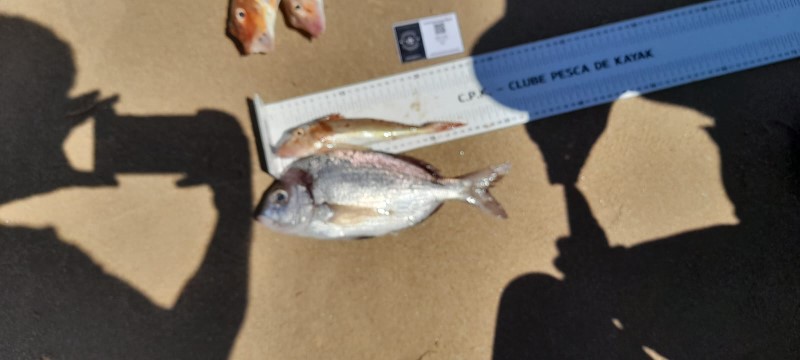 Fish Measure Picture